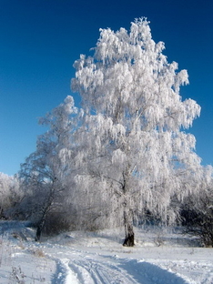 Зимний пейзаж